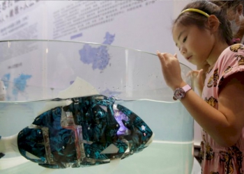 นักวิทย์จีนพัฒนา-'หุ่นยนต์ปลา'-กินไมโครพลาสติก